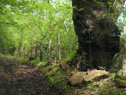 Ruta de Bárcena Mayor a los Tojos