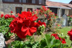 Flores (Valle)