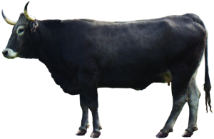 Vaca tudanca