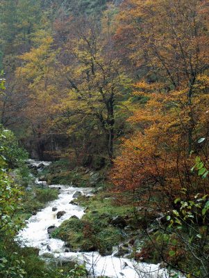Río Cambillas