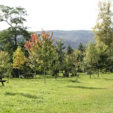 Ruta Villanueva de la Peña - Parque "El Bosque" - Cos