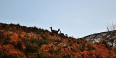 Ciervas en Palombera