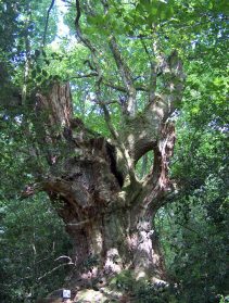 Árbol centenario en monte Aá (Ruente)