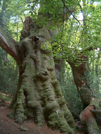 El Mellizo. Árbol monumental en Monte Aá (Ruente)