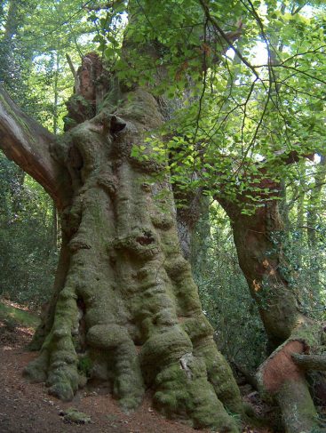 El Mellizo. Árbol monumental en Monte Aá (Ruente)