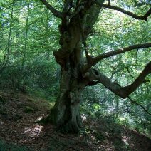 Haya trasmocha en Monte Aá