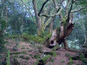 Roble Tumbado. Monte Río Los Vados (Ucieda)