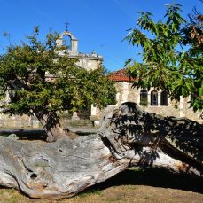 La Castañera (Terán)