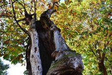 "La Castañera" (Terán)