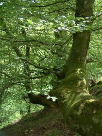 Monte Valfría (Fresneda)