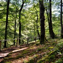 Sendero adaptado para invidentes (Ucieda)