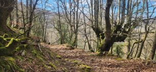 Alto La Guarda bosque