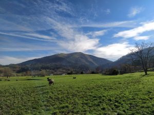 Mies (Herrera de Ibio)