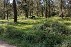 Ruta Alto de San Cipriano - Monte Ibio