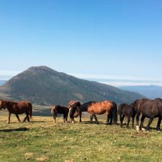 caballos hispano breton