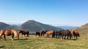 caballos hispano breton