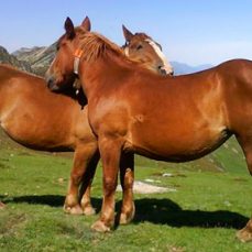 caballos hispano breton