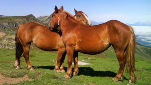 caballos hispano breton