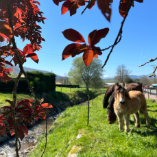 caballos (Sierra de ibio)
