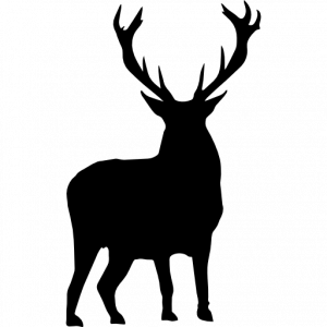 Berrea